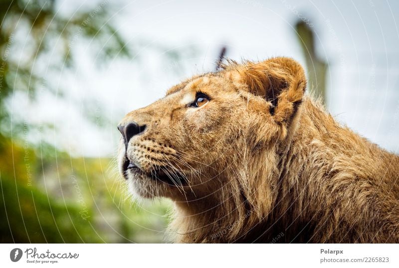 Weiblicher Löwe mit nassem Pelz Gesicht Safari Mann Erwachsene Zoo Natur Tier Pelzmantel Katze groß wild braun schwarz Kraft Macht gefährlich Kopf Raubtier