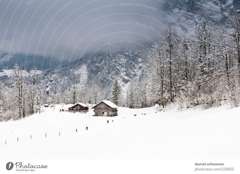 endlich wieder Schnee !! Winter Umwelt Natur Klima schlechtes Wetter Eis Frost Alpen Haus Hütte ruhig Gedeckte Farben Textfreiraum oben Textfreiraum unten