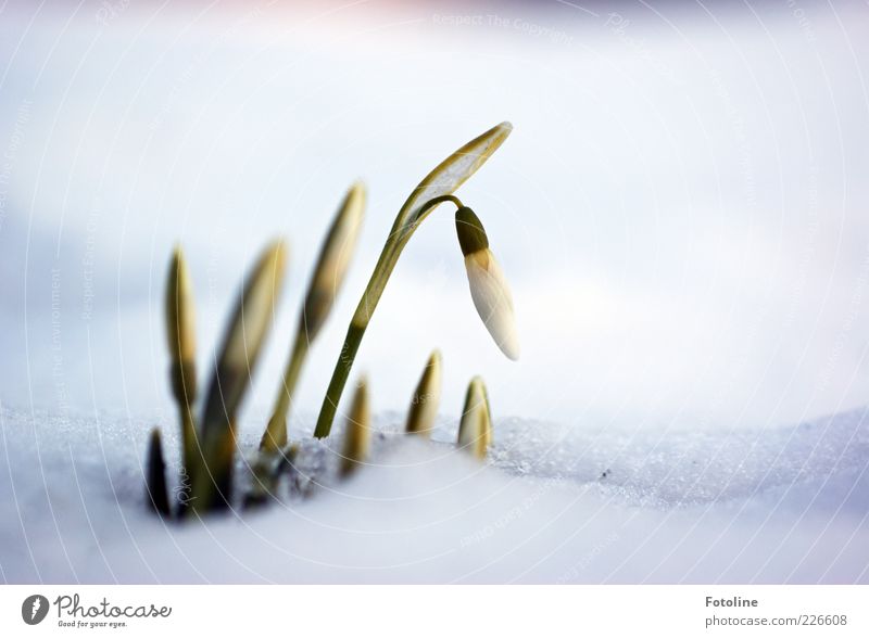 Frühling in Sicht? Umwelt Natur Landschaft Pflanze Winter Eis Frost Schnee Blume Blüte Garten Coolness Duft hell kalt nass natürlich grün weiß Schneedecke
