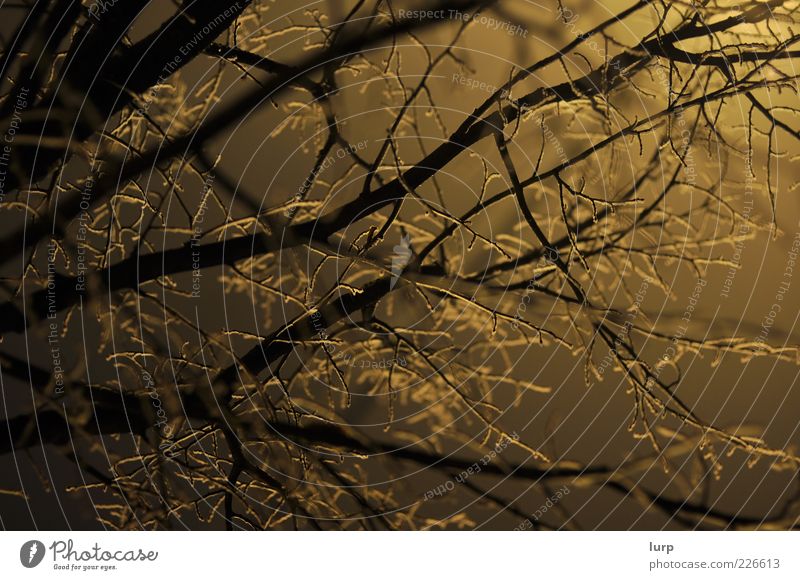 Frostbaum Winter Umwelt Natur Pflanze Nebel Baum Holz kalt gelb Außenaufnahme Nahaufnahme Detailaufnahme Menschenleer Nacht Kunstlicht Silhouette Gegenlicht