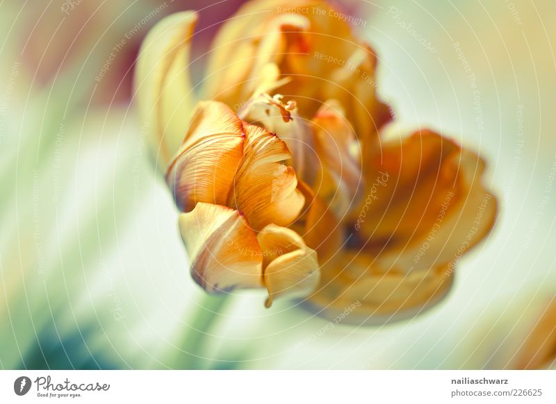 Tulpe Natur Pflanze Blume Blüte Topfpflanze Blühend ästhetisch Pastellton verblüht Farbfoto mehrfarbig Innenaufnahme Studioaufnahme Nahaufnahme Detailaufnahme