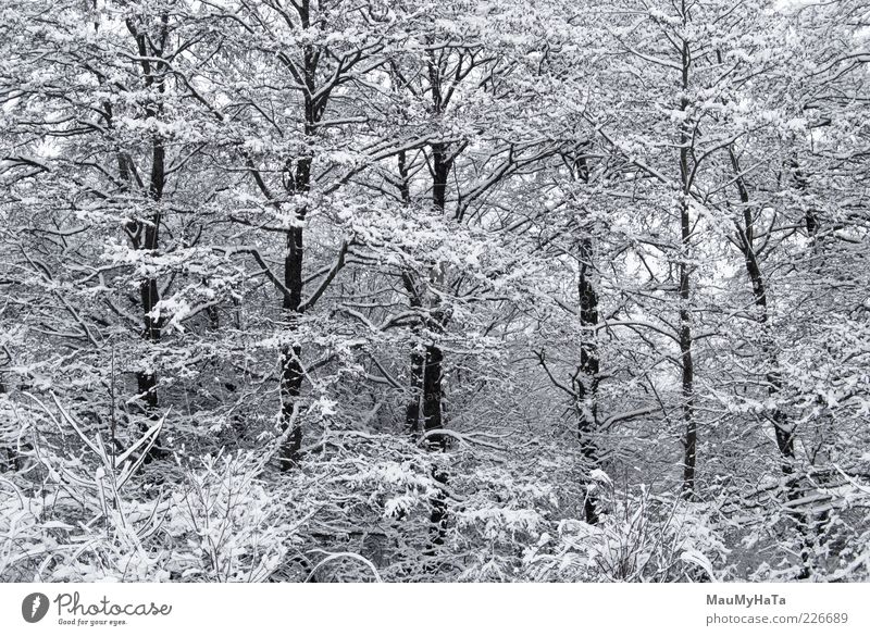 Winter Natur Landschaft Pflanze Wolkenloser Himmel Horizont Klima schlechtes Wetter Eis Frost Schnee Baum Park Wald Holz Wasser alt Coolness dunkel kalt