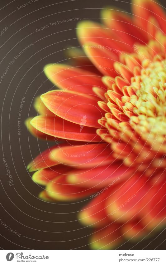 50 Prozent Pflanze Frühling Blume Blüte Gerbera Korbblütler Blühend braun gelb rot Anschnitt Blütenblatt orange Textfreiraum links Textfreiraum unten Farbfoto