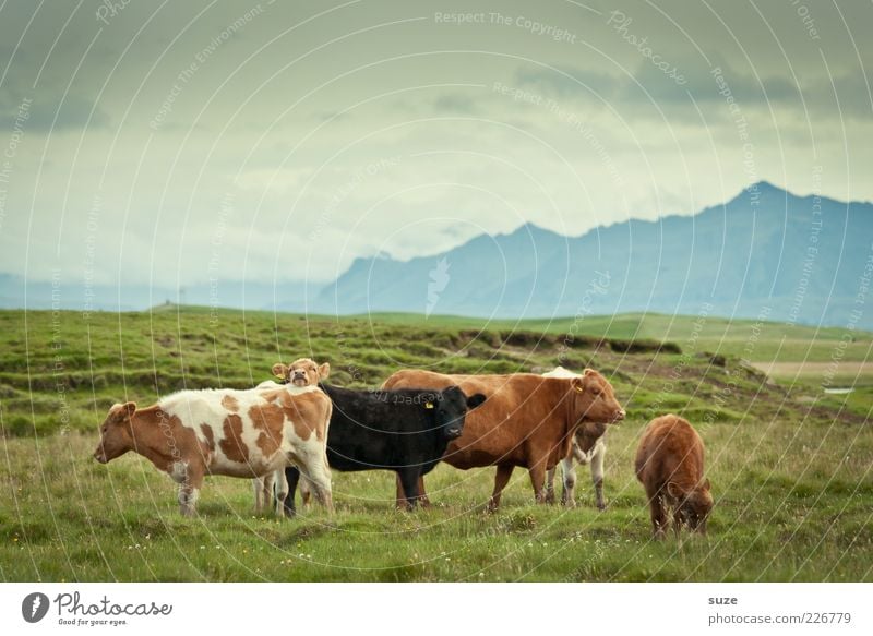 Cowboys Bioprodukte Natur Tier Wiese Nutztier Kuh Tiergruppe natürlich Tierliebe Island Landleben Biologische Landwirtschaft biologisch Milchwirtschaft Milchkuh