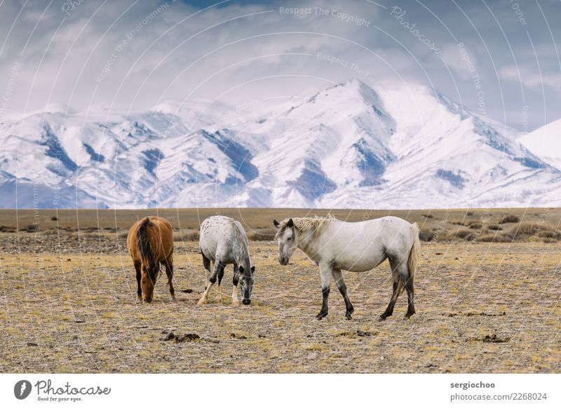 wilde Pferde Natur Landschaft Tier Frühling Herbst Winter Klimawandel Schnee Dürre Feld Alpen Berge u. Gebirge Gipfel Schneebedeckte Gipfel Wüste Altai Gebirge
