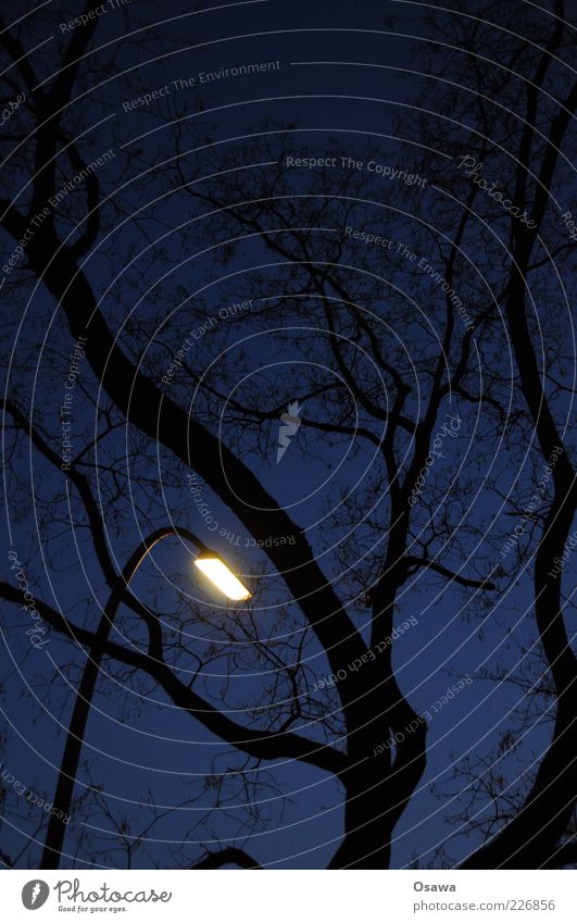 Der letzte macht das Licht aus Baum Laterne Straßenbeleuchtung Silhouette schwarz blau Himmel Dämmerung Kunstlicht Abend Nacht Hochformat Nachtruhe Gute Nacht