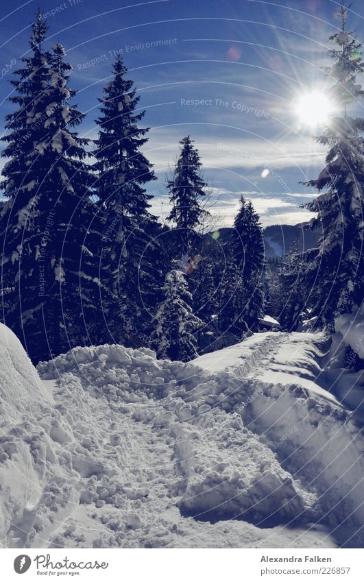 Schnee mit Sonne II. Umwelt Natur Landschaft Pflanze Sonnenlicht Winter Klima Wetter Schönes Wetter Wald Hügel Alpen Berge u. Gebirge kalt Schneise