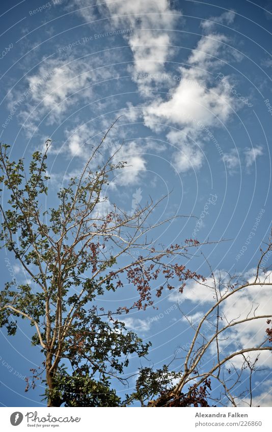 Grün Blau Weiss. Umwelt Natur Pflanze Himmel Wolken Sommer Klima Wetter Schönes Wetter Baum Blatt Sträucher blau Ast Farbfoto Menschenleer Textfreiraum oben Tag