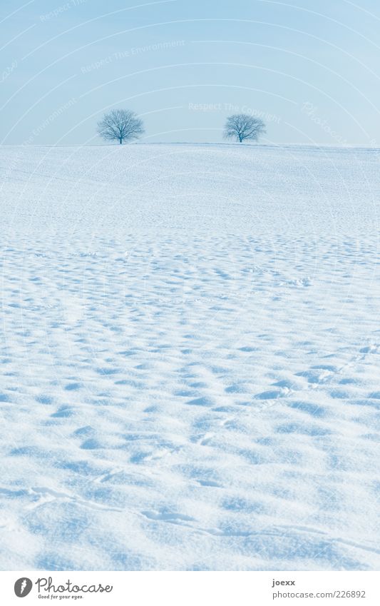 Königskinder Natur Landschaft Himmel Horizont Winter Schönes Wetter Eis Frost Schnee Baum Hügel blau weiß ruhig Schneelandschaft Farbfoto Gedeckte Farben