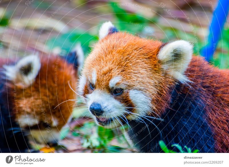 Roter Panda (Ailurus fulgens) Kürbise essend Essen Safari Zoo Natur Tier Blatt Park Wald Pelzmantel Haustier Katze klein niedlich wild braun grün rot weiß