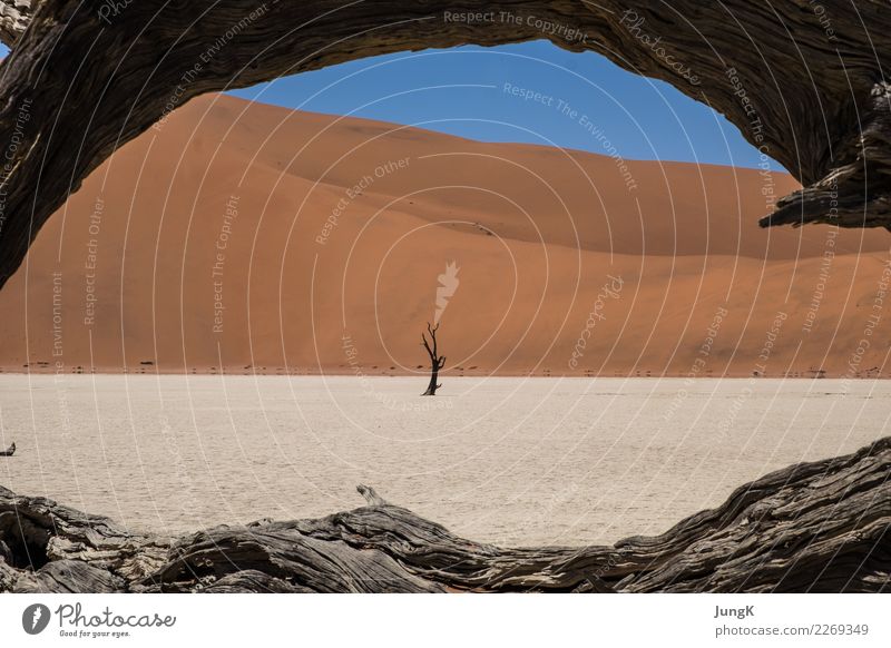 Durchblick Ferien & Urlaub & Reisen Abenteuer Ferne Natur Landschaft Sand Klima Wärme Baum Wüste Namib Sossusvlei Namibia Afrika Holz entdecken Erholung träumen