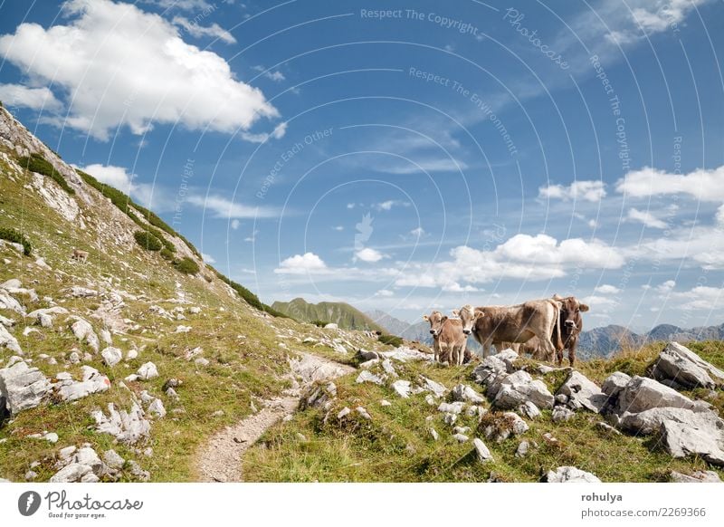 braune alpine Kühe auf Weide in den Bergen, Deutschland Ferien & Urlaub & Reisen Sommer Berge u. Gebirge Klettern Bergsteigen Natur Landschaft Tier Himmel