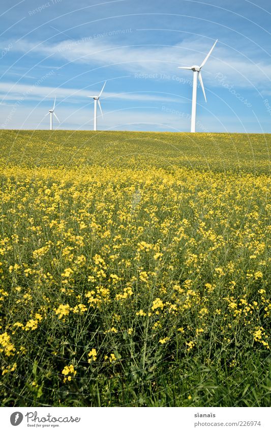alternativ? Energiewirtschaft Erneuerbare Energie Windkraftanlage Umwelt Natur Landschaft Himmel Sommer Schönes Wetter Nutzpflanze Feld gelb Klima Umweltschutz
