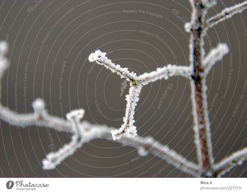 Raureif Winter Eis Frost Schnee Pflanze Sträucher kalt grau Zweig Ast Eiskristall Farbfoto Außenaufnahme Nahaufnahme Strukturen & Formen Menschenleer