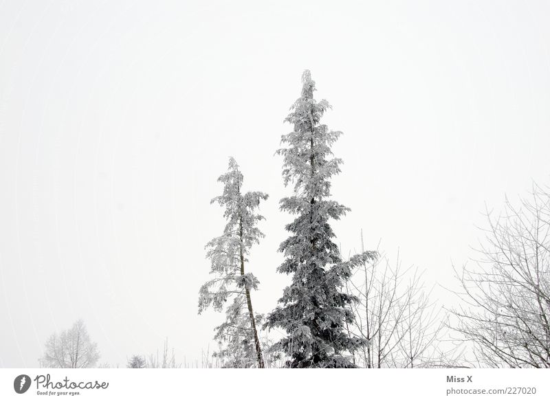 Winterwald schlechtes Wetter Nebel Eis Frost Schnee Baum Wald kalt grau weiß Tanne Schwarzweißfoto Außenaufnahme Menschenleer Textfreiraum oben Morgendämmerung