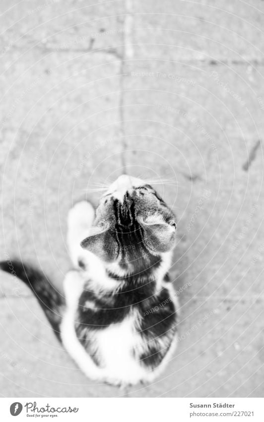 Kleines Tier Haustier Katze 1 Tierjunges beobachten warten hören Katzenbaby Steinweg Schwanz schön klein niedlich Blick Schwarzweißfoto Nahaufnahme