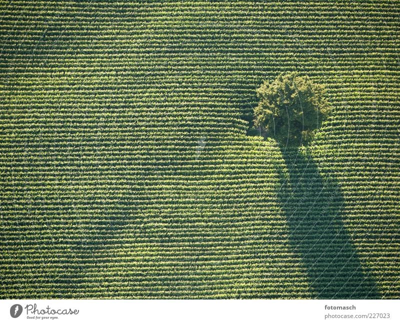 Baum von oben Natur Landschaft Pflanze Sommer Schönes Wetter Nutzpflanze Feld schön Farbfoto Außenaufnahme Luftaufnahme Vogelperspektive Niveau Zufriedenheit