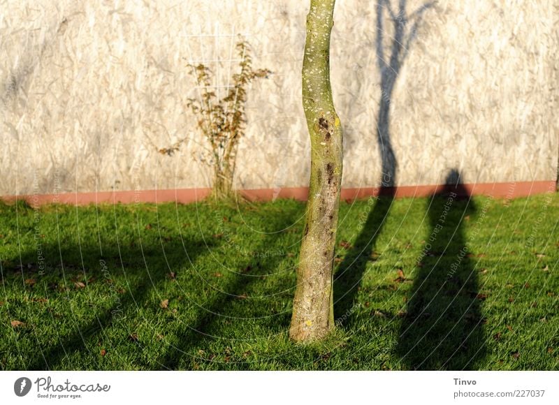 Paradies ende. Umwelt Natur Baum Gras Mauer Wand Traurigkeit Enttäuschung Einsamkeit Farbfoto Außenaufnahme Textfreiraum links Tag Schatten Kontrast Silhouette