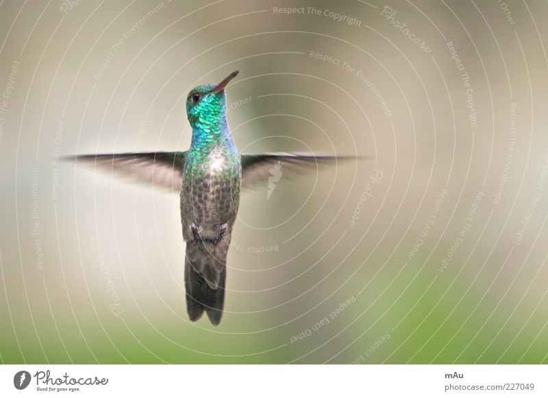 Beija Flor Natur Tier Vogel 1 fliegen glänzend grün Kolibris Farbfoto Außenaufnahme Nahaufnahme Tag Unschärfe Schwache Tiefenschärfe Tierporträt Blick