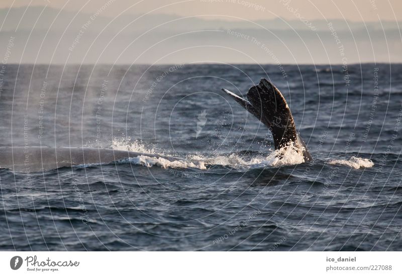 Abgetaucht Ferien & Urlaub & Reisen Tourismus Ausflug Abenteuer Freiheit Meer Natur Wasser Pazifik Tier Wildtier Wal 1 außergewöhnlich schön friedlich