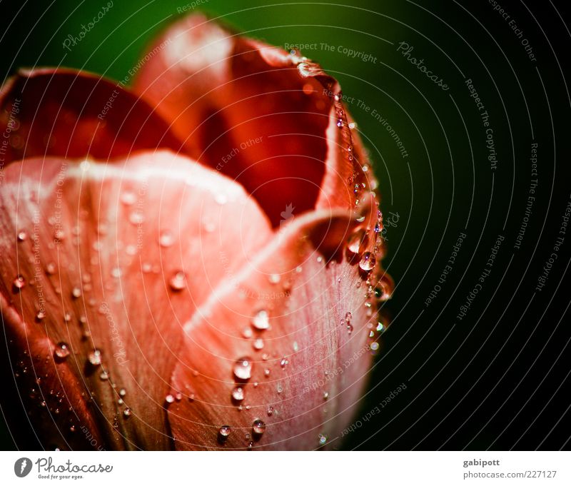 tautropfen an tulpenblatt Natur Wassertropfen Frühling Pflanze Blume Tulpe Blüte ästhetisch Duft Kitsch grün rot Frühlingsgefühle Romantik Tau mehrfarbig