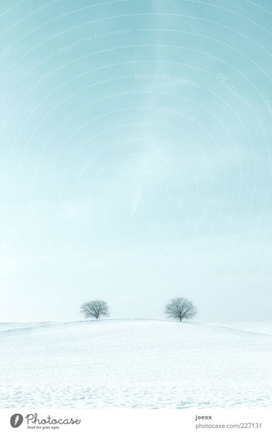 Fernbeziehung Landschaft Himmel Horizont Schönes Wetter Eis Frost Schnee Baum Park Feld Ferne Zusammensein Unendlichkeit blau weiß ruhig Idylle kalt Umwelt