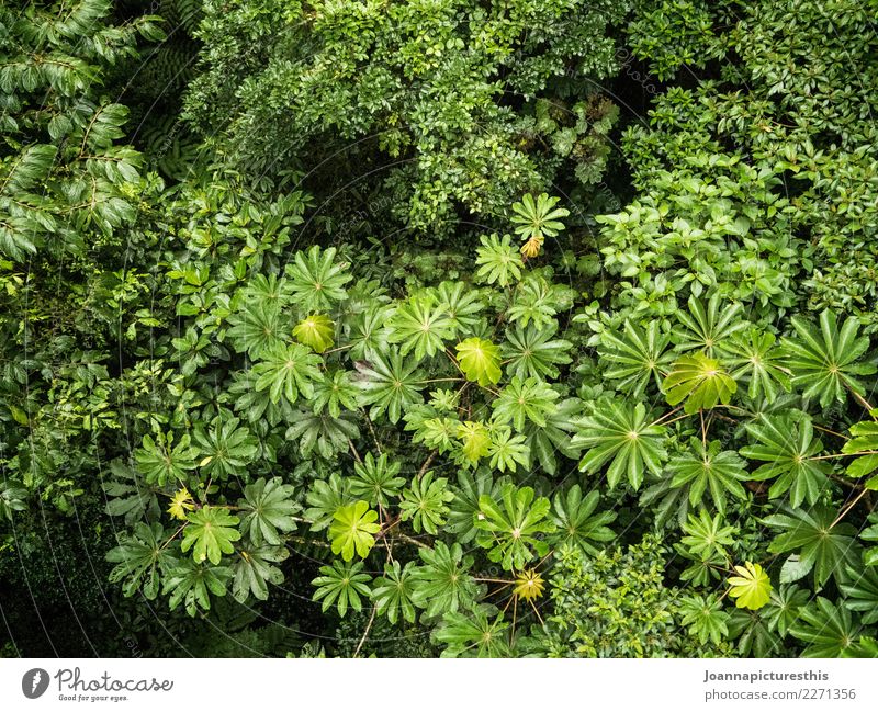 Baumkronen harmonisch ruhig Umwelt Natur Pflanze Sommer Sträucher Blatt Grünpflanze Wildpflanze exotisch Wald Urwald Wachstum nachhaltig nass natürlich wild