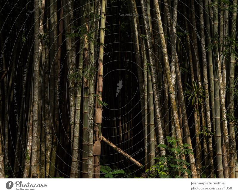 Bamboo cave exotisch Expedition Landwirtschaft Forstwirtschaft Umwelt Natur Pflanze Baum Grünpflanze Nutzpflanze Wildpflanze Bambus Bambusrohr bambuswald Wald