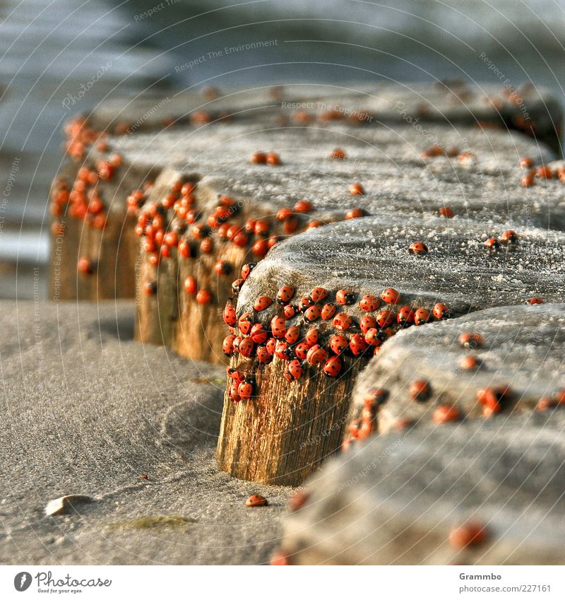 Das große Krabbeln Käfer Marienkäfer außergewöhnlich rot Ostsee Buhne Sand Plage Klimawandel Farbfoto Außenaufnahme Schwache Tiefenschärfe Tiergruppe viele