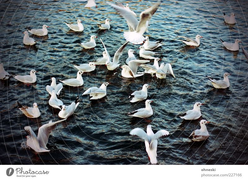 Platz da! Tier Wasser Wildtier Vogel Möwe Tiergruppe fliegen füttern Fressen Farbfoto Außenaufnahme Vogelperspektive Im Wasser treiben Schwimmen & Baden