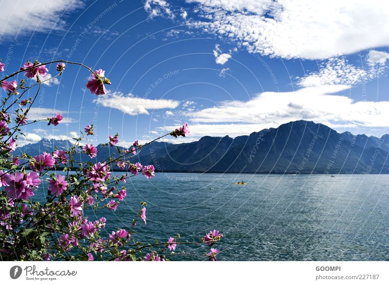 Lac Léman Sommer Natur Wasser Himmel Wolken Sonne Schönes Wetter Pflanze Blüte Hügel Berge u. Gebirge See Montreux blau rosa Zufriedenheit Erholung Farbfoto Tag