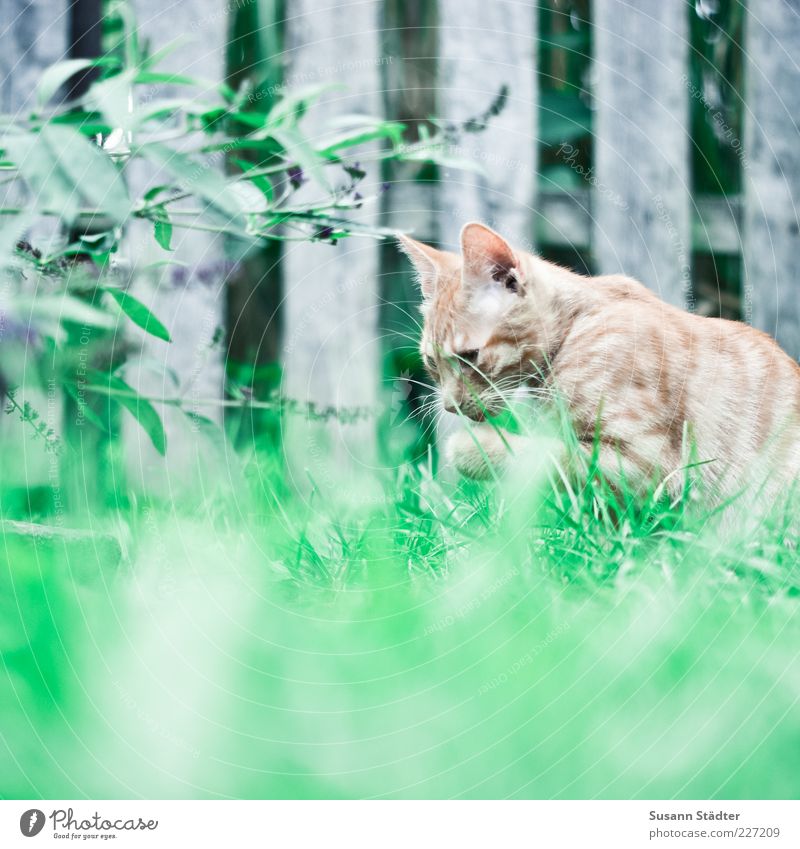 Schleckereien für Fotoline Tier Haustier 1 berühren entdecken Erholung lutschen Katze Wiese Reinigen Katzenbaby rot Zaun Farbfoto Außenaufnahme Unschärfe