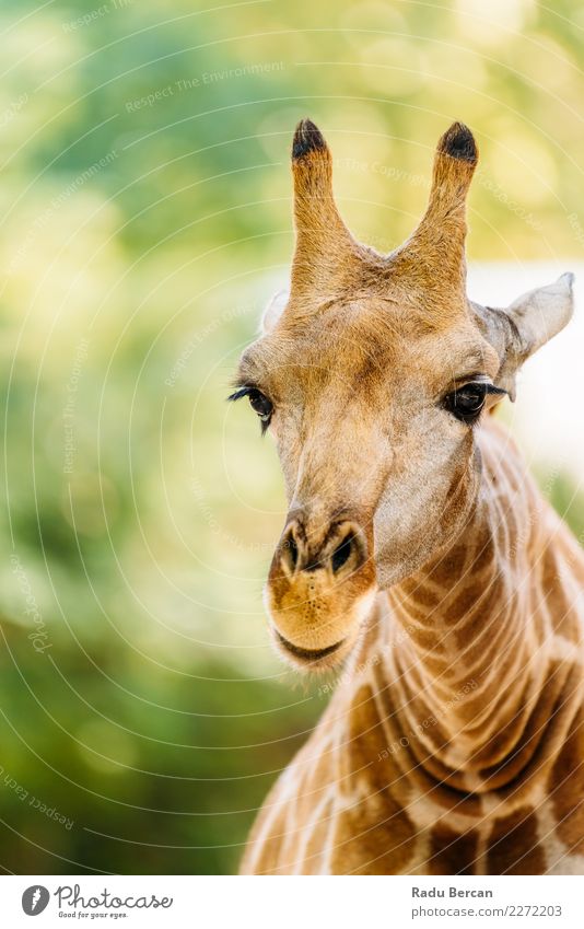 Wildafrikanisches Giraffenporträt Safari Umwelt Natur Tier Sommer Schönes Wetter Wildtier Tiergesicht Zoo 1 Blick lang lustig niedlich wild braun mehrfarbig