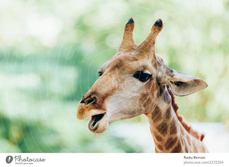 Wildes afrikanisches Giraffen-Porträt Safari Natur Tier Sommer Wildtier Tiergesicht 1 beobachten Ferien & Urlaub & Reisen lang lustig niedlich wild braun grün