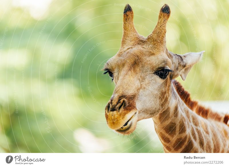 Wildafrikanisches Giraffenporträt Ferien & Urlaub & Reisen Abenteuer Safari Umwelt Natur Tier Schönes Wetter Wildtier Tiergesicht 1 Blick einfach schön lang