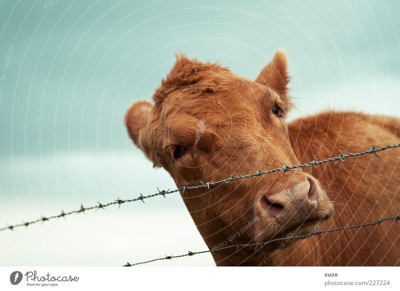 Unschuldslamm Bioprodukte Natur Tier Himmel Nutztier Kuh Tiergesicht natürlich braun Tierliebe Landleben Biologische Landwirtschaft biologisch Milchwirtschaft