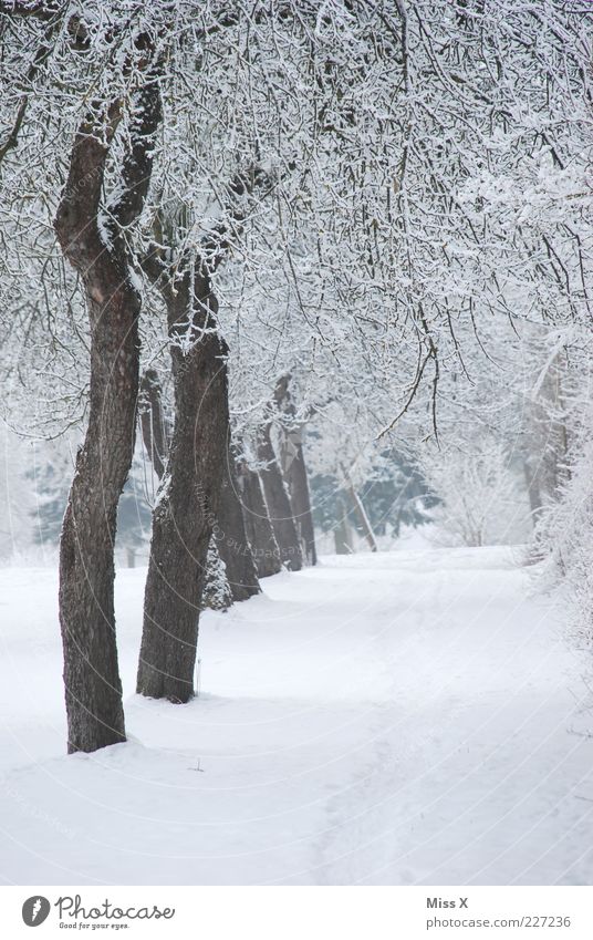 Obstwiese Natur Winter Eis Frost Schnee Baum Park kalt weiß Raureif Reihe Allee Farbfoto Außenaufnahme Menschenleer Morgen Gartenweg Baumreihe Winterstimmung