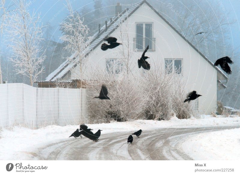 Krähen Tier Winter schlechtes Wetter Nebel Eis Frost Schnee Baum Sträucher Haus Einfamilienhaus Straße Wege & Pfade Wildtier Vogel Flügel Schwarm fliegen kalt