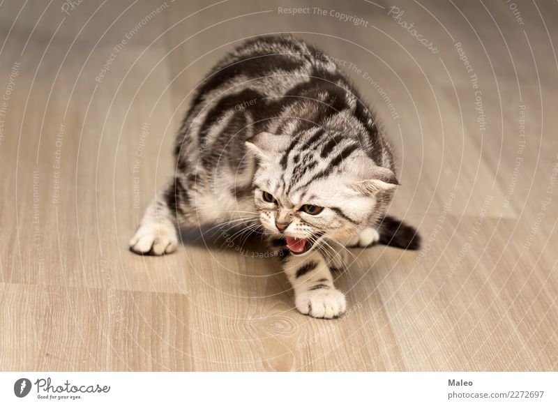 Das Kätzchen ist wütend klein Katzenbaby Wut Haustier Tier Hauskatze Tierporträt schön Reinrassig Englisch kurzhaarig Katzenauge grau Freundlichkeit Säugetier