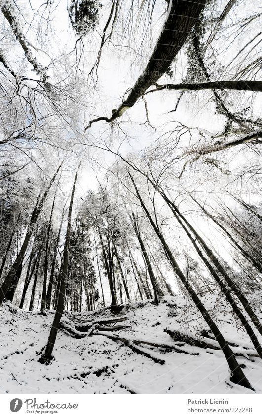 Bigger than us Umwelt Natur Landschaft Urelemente Winter Wetter Schnee Pflanze Baum Wald Hügel außergewöhnlich kalt schwarz weiß Stimmung Schwarzwald Zweig
