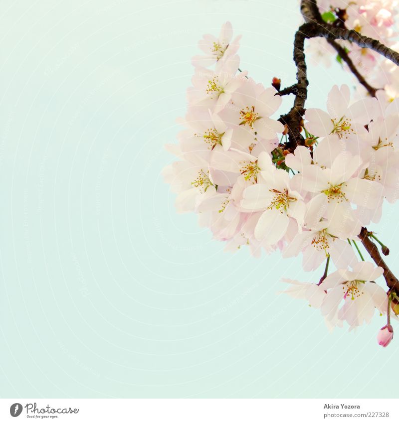 Ein Hauch Frühling Natur Pflanze Himmel Wolkenloser Himmel Schönes Wetter Blüte Kirschbaum Kirschblüten Blühend Wachstum ästhetisch hell schön natürlich blau