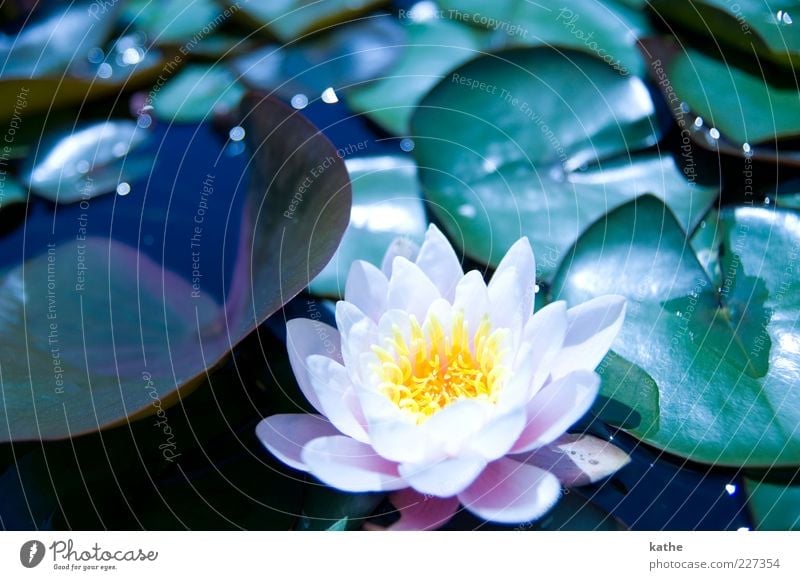 Lotuseffekt Natur Pflanze Wasser Sommer Blume Blatt Grünpflanze exotisch Teich See grün rosa schön mehrfarbig Außenaufnahme Nahaufnahme Licht
