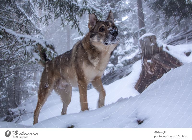 Wolfshund im Winter Zauberwald Umwelt Natur Landschaft Klima Wetter Nebel Eis Frost Schnee Schneefall Baum Tannenzweig Wald Tier Haustier Wildtier Hund 1
