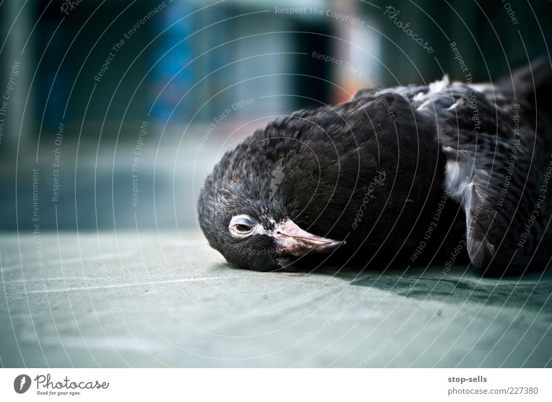 irgendwann ist jeder dran Tier Wildtier Totes Tier Vogel Taube 1 liegen blau Tod Schnabel Unfall Kopf Feder Farbfoto Schwache Tiefenschärfe Vogelperspektive
