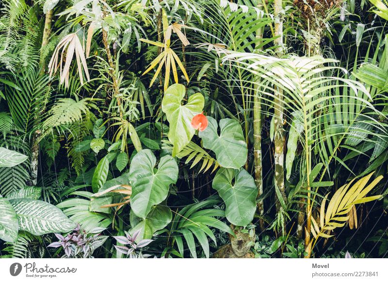 Indonesischer Garten Natur Pflanze Baum Gras Sträucher Moos Farn Blatt Blüte Wildpflanze exotisch Park Urwald Insel grün rot Abenteuer Ubud Bali Indonesien