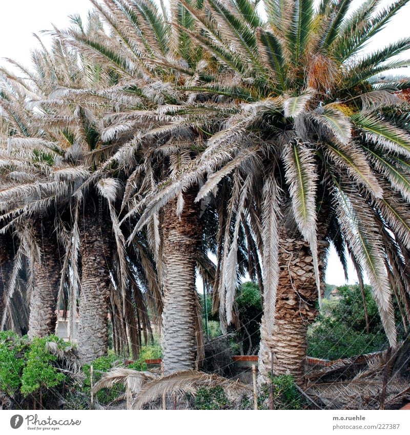 Arecales Umwelt Natur Pflanze exotisch Palme Palmenwedel Reihenfolge Sardinien grün Farbfoto Außenaufnahme Menschenleer Tag Froschperspektive nebeneinander groß
