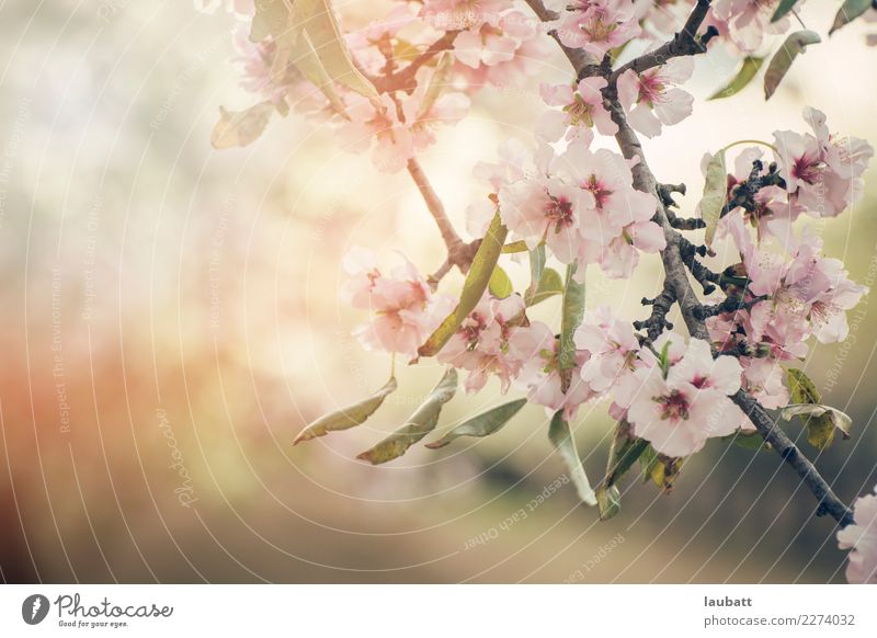 Mandelblüten blühen Umwelt Natur Pflanze Blüte Mandelbaum Kirschblüten Kirschbaum Kirschblütenfest Sakura Hanami genießen Glaube Religion & Glaube Hoffnung
