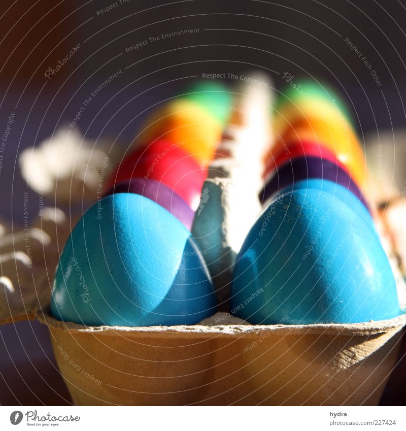 Bunte Eier nach dem Eierfärben für Ostern im Eierkarton Frühling Verpackung Dekoration & Verzierung Osterei mehrfarbig Pappschachtel Pappverpackung