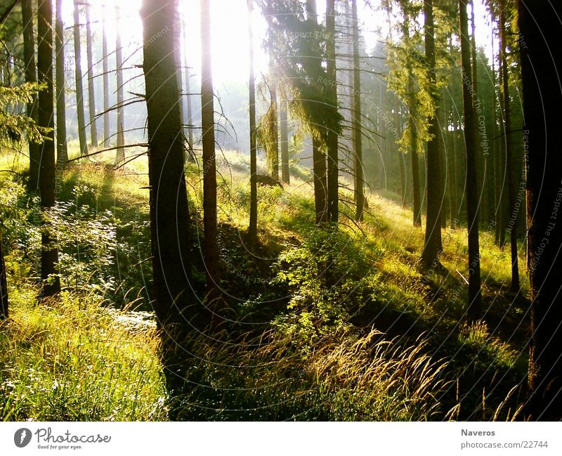 Ein Morgen im Wald Baum Holz Sonnenaufgang Nadelbaum Fichte Berghang Gegenlicht Berge u. Gebirge Natur Sonnenstahlen Schatten