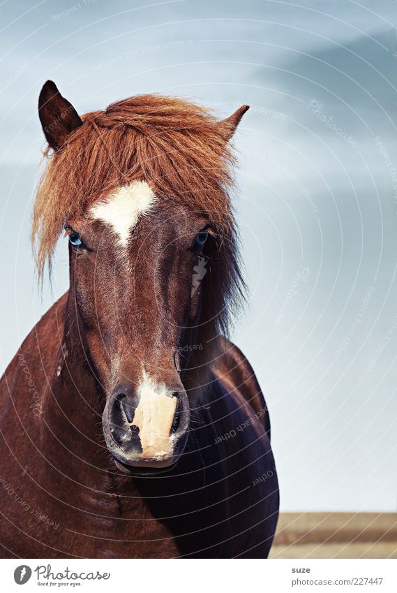 Ponys Pony Natur Landschaft Tier Himmel Wolken Wind Nutztier Wildtier Pferd Tiergesicht 1 ästhetisch Freundlichkeit natürlich wild Stimmung Mähne Island